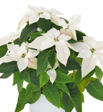 White Poinsettia
