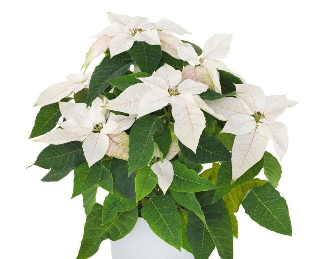 White Poinsettia