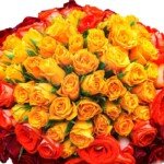100 mix red orange and yellow roses