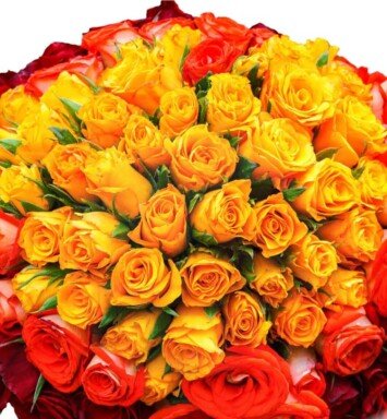 100 mix red orange and yellow roses
