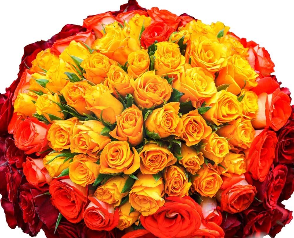 100 mix red orange and yellow roses