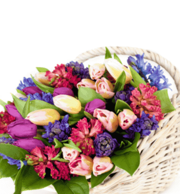 Basket of multicolour tulips