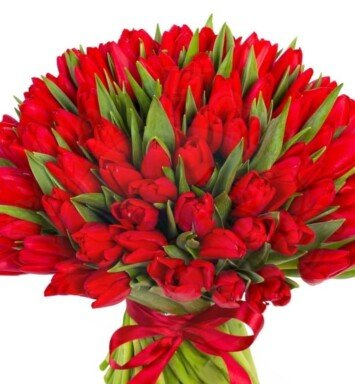 Bouquet of 100 red tulips