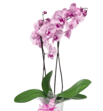 Pale pink orchid plant