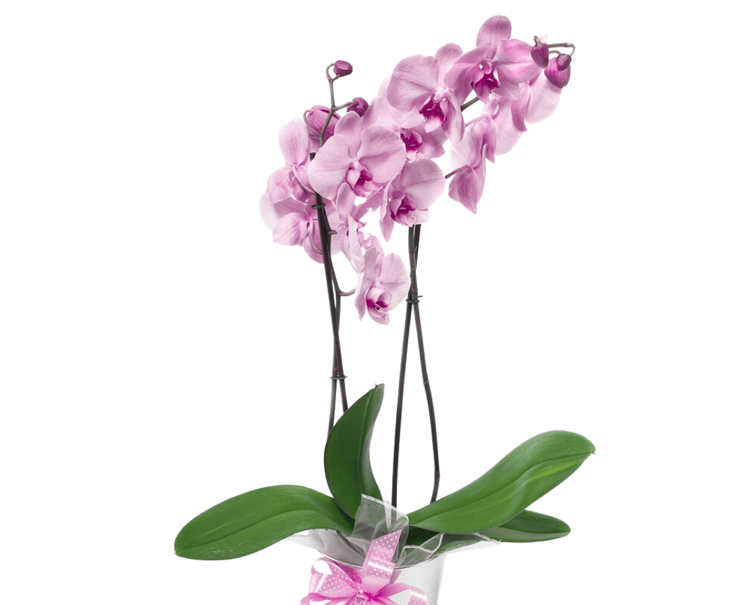 Pale pink orchid plant