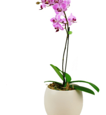 Pink orchid plant