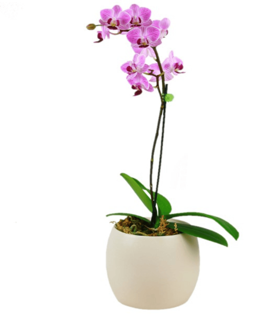 Pink orchid plant