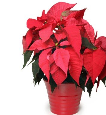 Red poinsettia