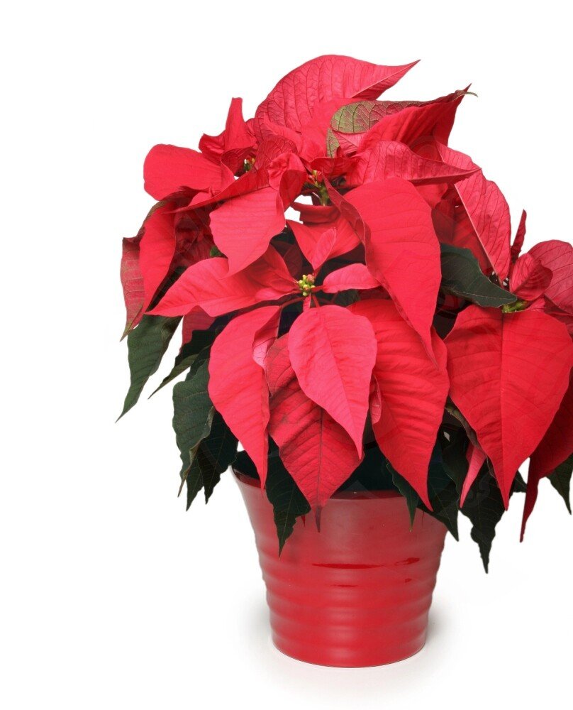 Red poinsettia